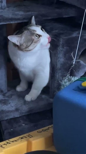 Daisey exploring the cat tree