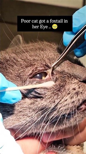 Gently Cleaning a Cat’s Eyes | Cute & Caring Cat Moment 🐱💙