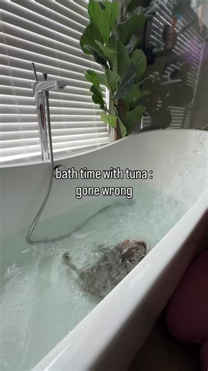 on my list of things i was not expecting to happen this morning, this is one of them 💦🛁🪿🤍 #duck #goose #geese #fyp #homestead #hobbyfarm #reels #farmlife #farm #housegoose #houseduck #ducksofinstagram #geeseofinstagram #gosling #mamagoose #funnyreel #adorable #cutevideo #animalvideo #babyanimal #cutebabyfarmanimal #farmanimals #asmr #animalasmr #oddlysatisfying #asmrcommunity #asmrslime #asmrrelax #bathtime #waterasmr | Mercedes Sullivan