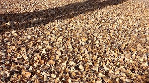 dried poplar tree leaves in autumn, close-up poplar tree ghazals, dry leaves on the ground, Stock Video