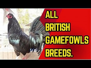 All BRITISH Gamefowls breeds.