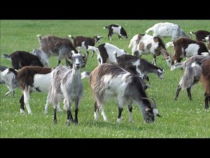 kozy sandomierskie w Majątku Rutka