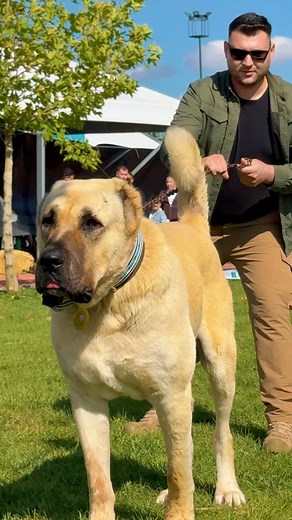 34K views · 1.9K reactions | very big dogs. They competed in the competition! Çok nüyüklerdi! #Fyp #keşfet #dogs | Birol Başyiğit | Facebook