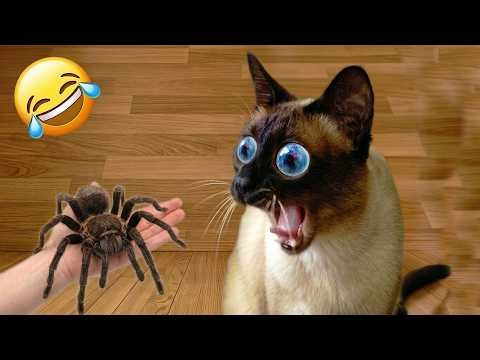 Hilarious Encounters Between Cats And Animals 😹 | The Funniest Moments 😄