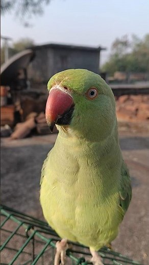 #viral #parrot #nonstoptalkingparrot #animatedcartoon #tranding #talkingparot #funnycartoon #birds