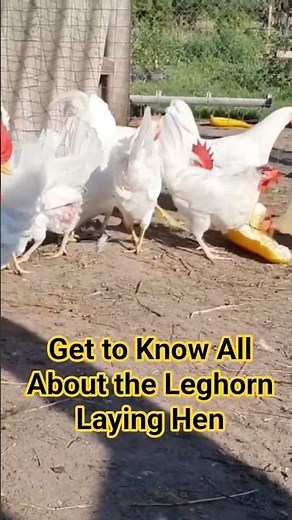 Get to Know All About the Leghorn Laying Hen
