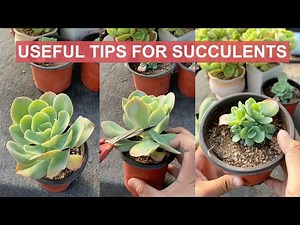 12 Useful Tips for Your Succulents - Part 1 | 多肉植物 | 다육이들 | Suculentas