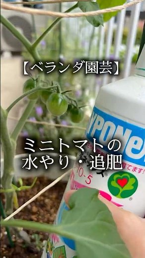 【ベランダ園芸】ミニトマトの水やり・追肥#ベランダ園芸 #ミニトマト栽培 #追肥 #家庭菜園 #50代主婦