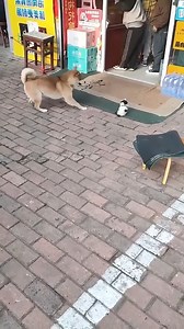 727K views · 10K reactions | Funny dogs #dogslover #dogs #puppy | Really | Facebook