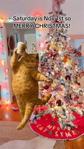 Who else starts decorating for Christmas on November 1st? I start earlier but it takes me so long and I want to enjoy the cozy Christmas lights for as long as possible! 🎄❤️🎄 #merrychristmas2025 #November1st #christmasdecor #christmastree #christmasmeme #countdowntochristmas | Heather Bug Lane