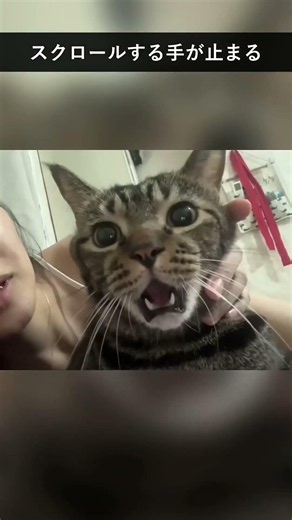 笑って癒される猫たちの名場面集 #猫動画 #かわいい猫 #面白い猫