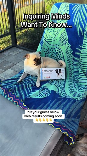 Discover Your Dog's Breed with DNA Test Kit