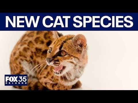 Meet the first wild cat species discovered in 100 years