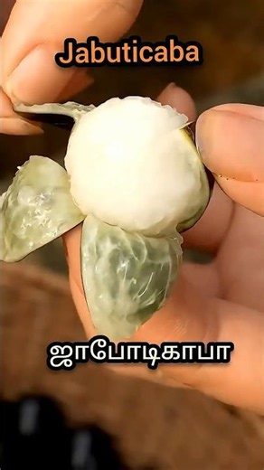 Harvesting Jabuticaba: The Strangest Fruit You've Never Seen 😱 #fruit #nature #shorts