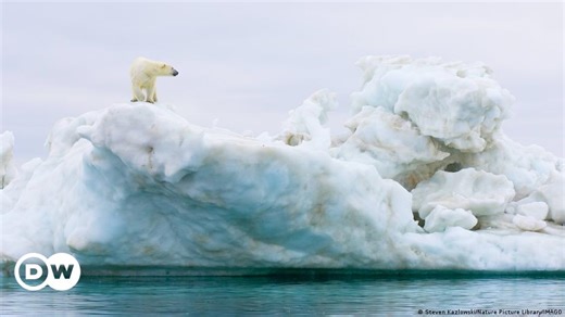 Polar bears forced to change diet