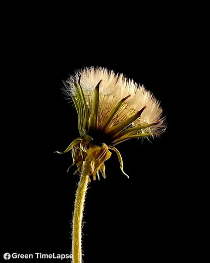 157K views · 402 reactions | thanks to https://www.facebook.com/Green-TimeLapse-108306764044317/ | Goodful | Facebook