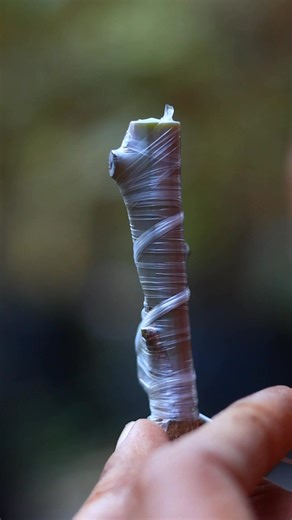 Mango tree grafting method #gardenlife | GraftingPlants