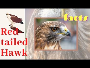 Red-tailed Hawk facts 🦅 Chickenhawk 🦅 Red-tail 🦅 breeds throughout most of North America