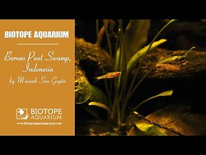 #BAC2022 – Borneo Peat Swamp, Indonesia. By Mainak Sen Gupta