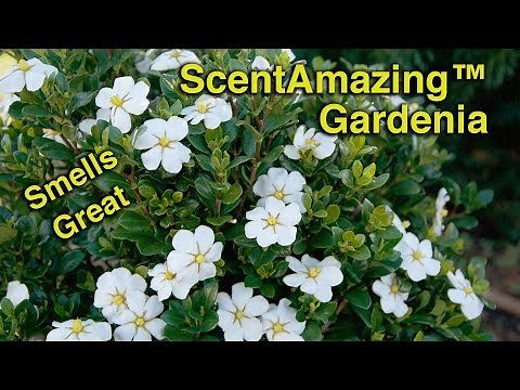 Planting ScentAmazing™ Gardenias - Fragrant, Evergreen, Low Maintenance