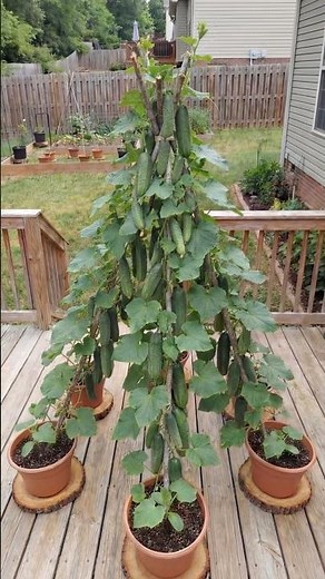 Cucumber Trellis Idea: From Simple Pots to a Vertical Harvest Tower 🌿