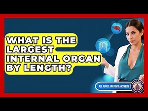 What Is The Largest Internal Organ By Length? - All About Anatomy Answers