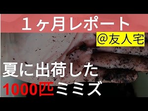 出荷した1000匹のミミズ1ヶ月レポート！真夏にスタートするミミズコンポストの現実。