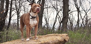 Pit Bull: A Guide to This Gentle & Misunderstood Breed