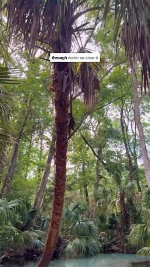 Experience the BEST views of Florida's 4th Largest Spring in our clear kayaks! 💦 Grab a friend and lets explore 🤙🛶 | Get Up And Go Kayaking