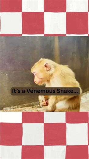 Monkey Goes Viral Bit by a Venomous Snake. #monkey #graphic