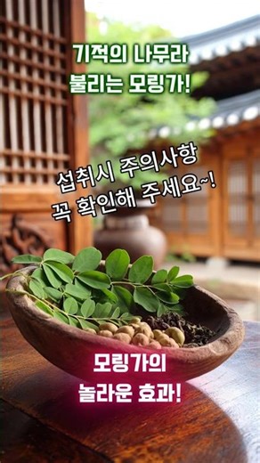 슈퍼푸드 모링가! 효능과 부작용은?! #모링가 #모링가영양 #모링가부작용