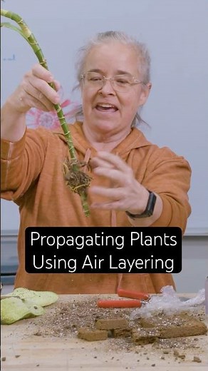How to Air Layer Plants for Easy Propagation | Step-By-Step Air Layering Guide #airlayering