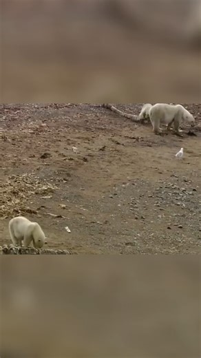 Polar Bears' Feast: Epic Whale Carcass Competition | Real Wild