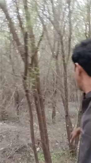 Green Trees Everywhere | Nature Beauty 🌳✨ ,#shortvideo