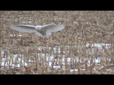 Snowy Owl In Flight Slow Motion 1 HQ HD