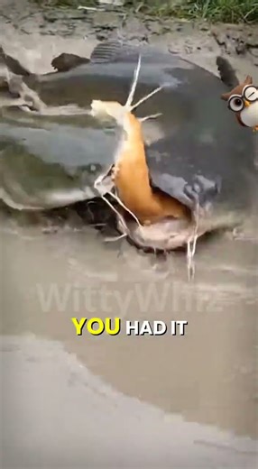 Catfish Sibling Rivalry