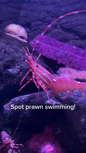 Spot Prawn Swimming in Slow Motion