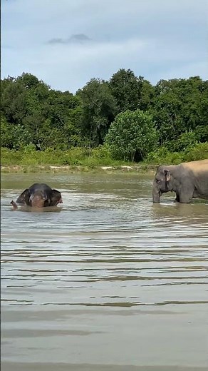 The Secret Life of Asian Elephants | Why These Gentle Giants Are the Heart of Our Ecosystem