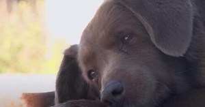 Watch: Meet 30-year-old Bobi, world’s oldest living dog according to Guinness World Records