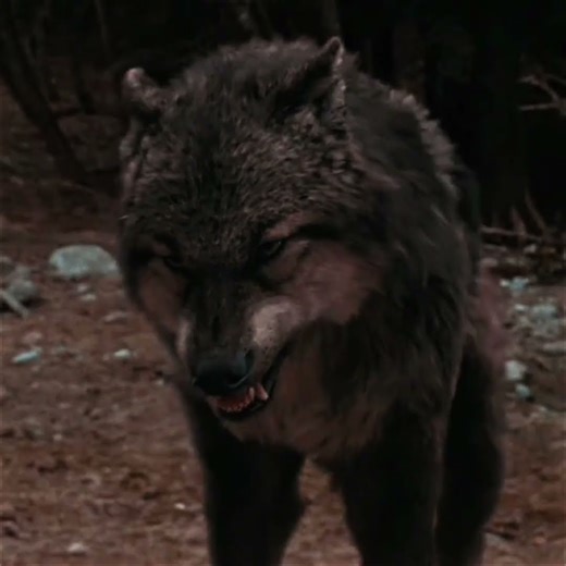 This Beautiful Werewolf Is Better Than Any Vampire 🐺🔥 | Movie Scene