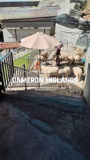 PORT ACTIVITY BEST BERSAMA FAMILY DI CAMERON HIGHLAND 📍THE SHEEP SANCTUARY Open From : 9 AM to 10.30 PM Ticket Price : - RM 12 / Adults (12 Years & Above) - RM 7 / Kids (3 to 11 years) #traveltiktok #cameronhighlandmalaysia #familyvacation #centrumnightmarket