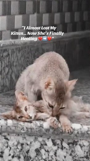 “I Almost Lost My Kitten… Now She’s Finally Healing 💔➡️❤️”