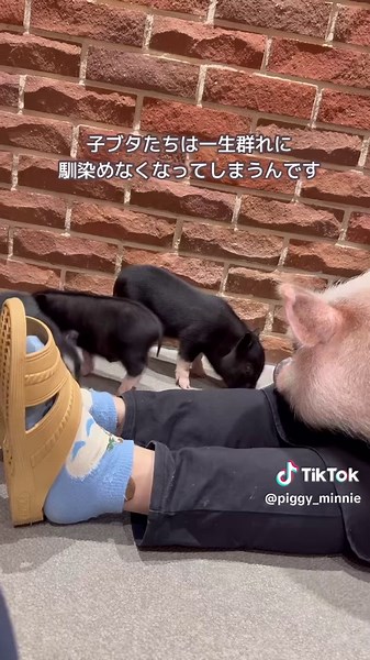 ミニー愛のスパルタ教育 #piggy #micropig #アニマルカフェ #マイクロブタ #minipig #animals #ペットのいる暮らし #マイクロブタのいる暮らし #pigsoftiktok #子豚