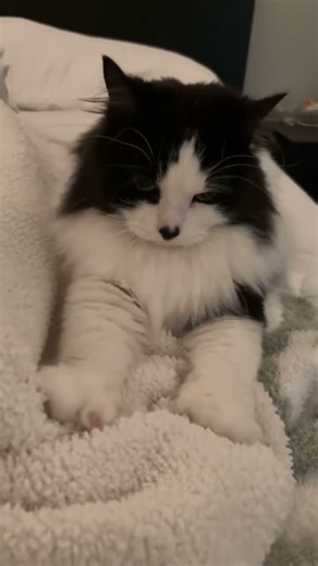 These biscuits are going to change the game 🥖🐾 #catbiscuits #biscuits #meow #heartnose #cutecat