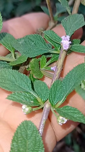 Sabías que cada planta medicinal tiene un poder especial que la hace única? 🌱 En este video descubrirás cuáles son las 6 plantas con más beneficios para la salud: la hierbabuena, la albahaca, el perejil, el tomillo, el orégano orejón y el prontoalivio. Aprende qué planta es la mejor para la digestión, cuál calma el estrés, cuál depura el organismo, fortalece tus defensas, alivia la garganta o ayuda a cicatrizar. La naturaleza es sabia y nos regala un botiquín natural lleno de vida y salud. 🌍✨ 