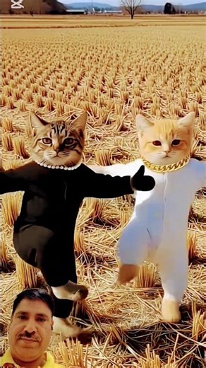 The cat is looking cool | #shots