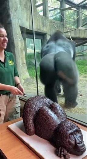 The zookeeper cut the birthday cake...and then the real gorilla went crazy. EP5. #anmals #funny