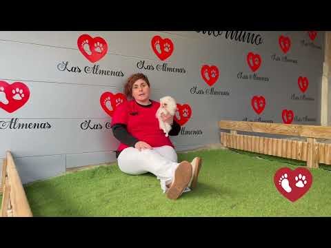 ¿Tu perro blanco tiene manchas marrones en los ojos? | Tips Caninos Las Almenas