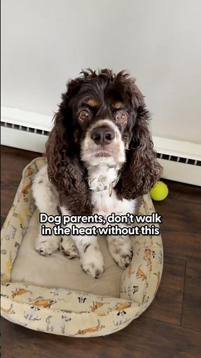 The Cooling Hack Dogs Actually Need | The Pack