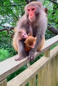 10K views · 263 reactions | Baby monkeys give birth to twins | Monkey Dody | Facebook